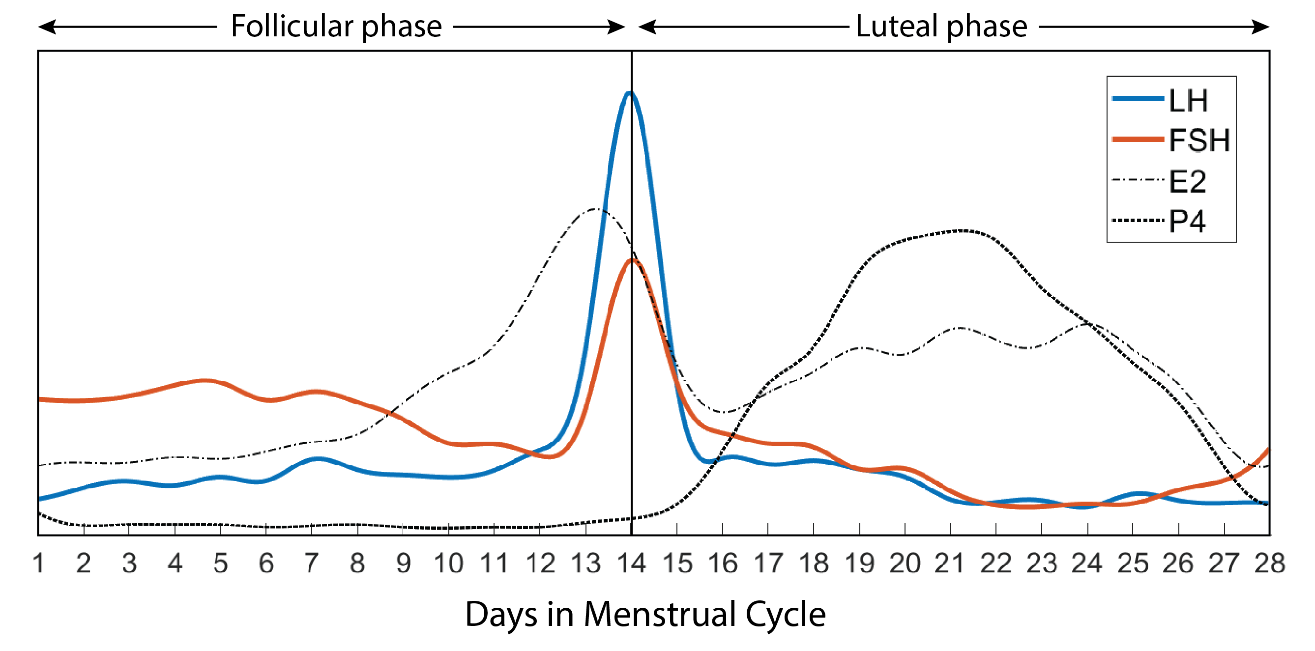 menstrual_cycle-01.png